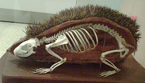 Hedgehog skeleton