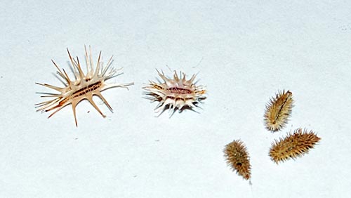 A thorny design problem 19