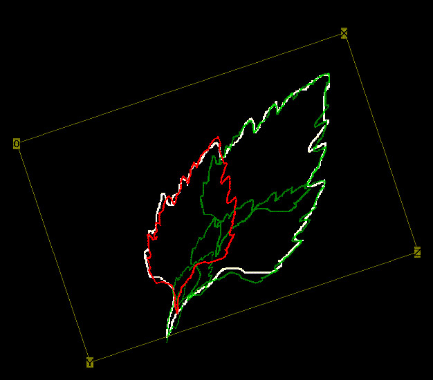 The leaf collage from Barnsley and Sloan's article, recreated in IFS Lab