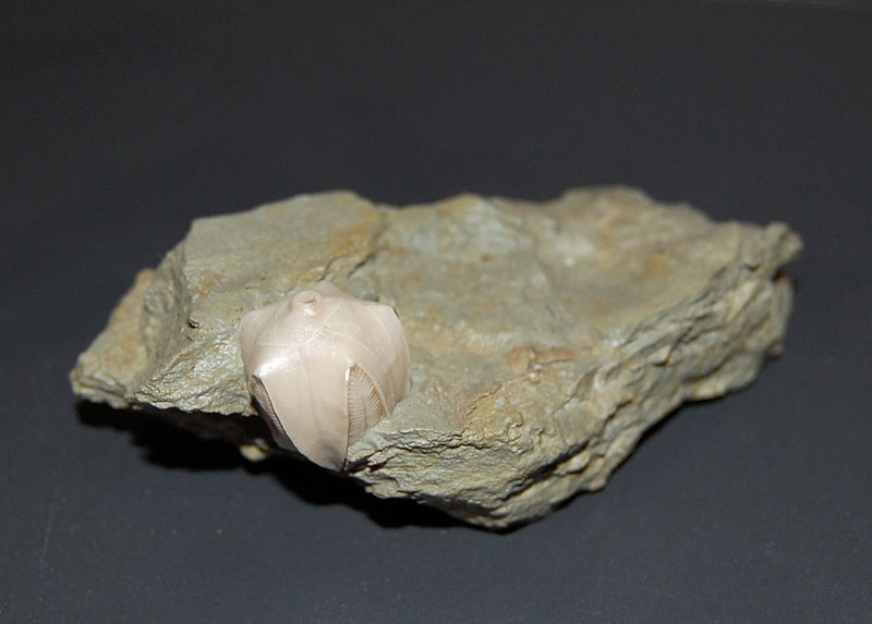 A fossilized Pentremites Godoni, a.k.a. Sea Bud