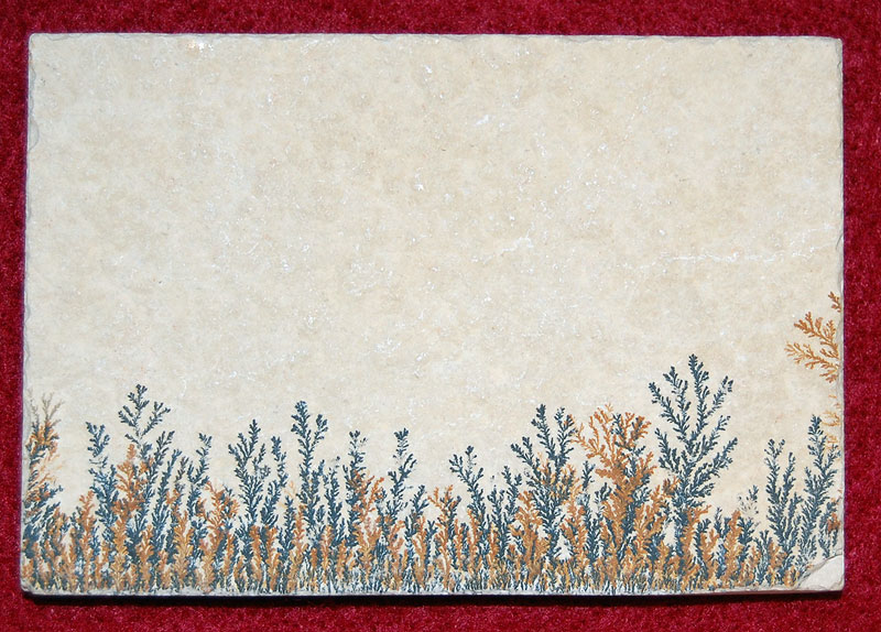 Manganese dendrites, a crystalline mineral growth exposed in a slice of rock