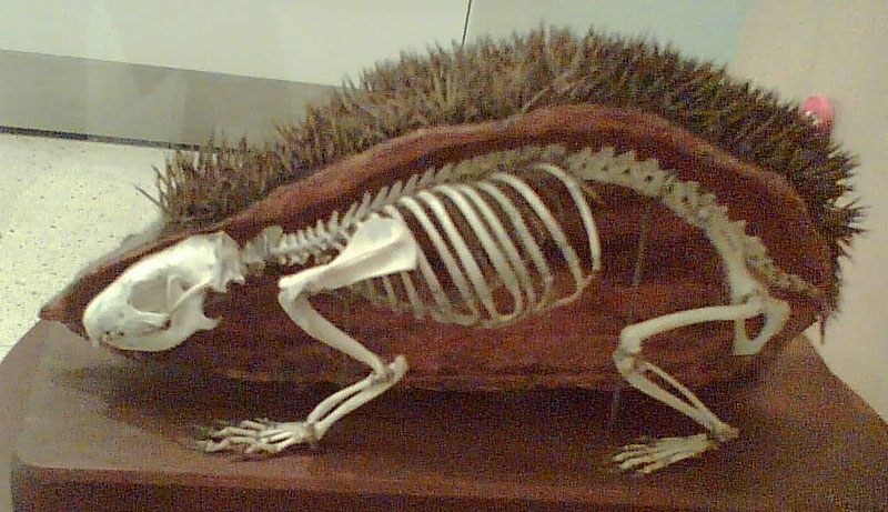 Cross-section of a hedgehog
