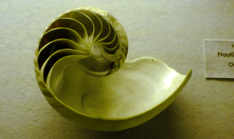 Cross-section of a nautilus
