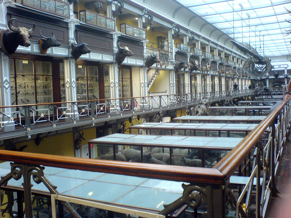 The Dublin natural history museum